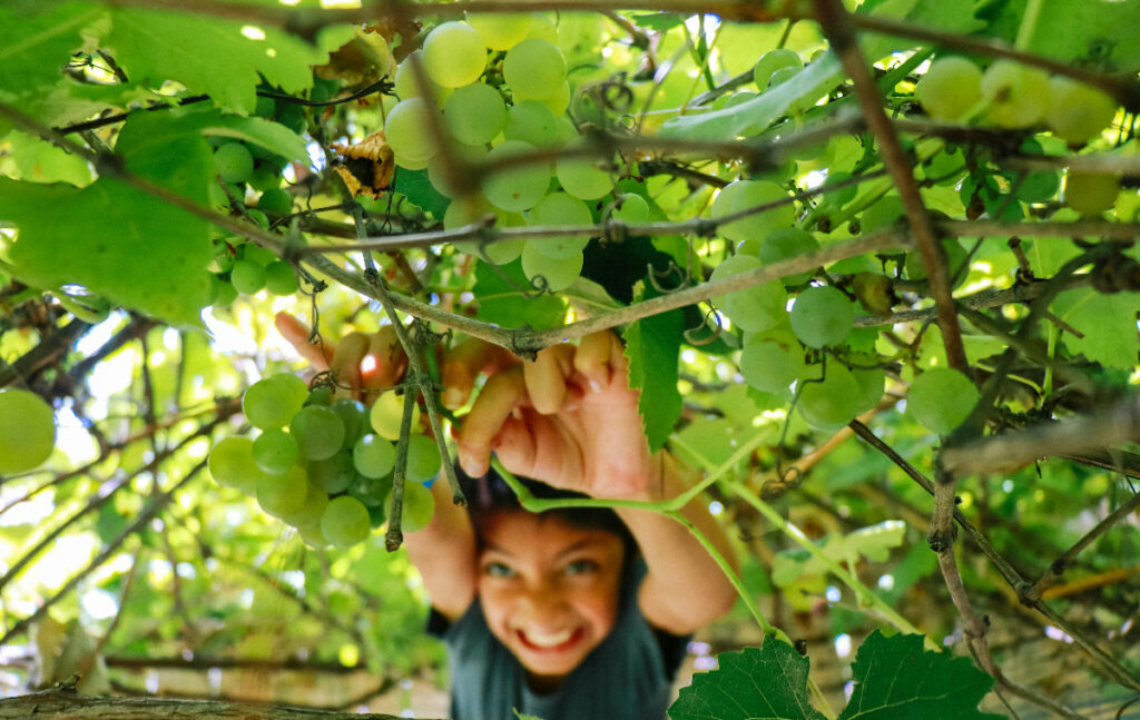 vendemmia prosecco 2024