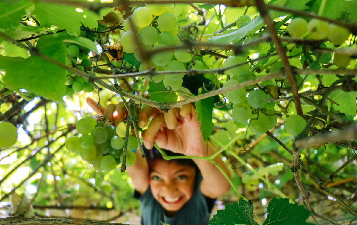 Dalla vigna al Bicchiere: la vendemmia e la creazione del Prosecco